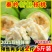 预售陕西秦岭新鲜核桃天然去青皮湿核桃薄皮嫩现摘现发5斤新