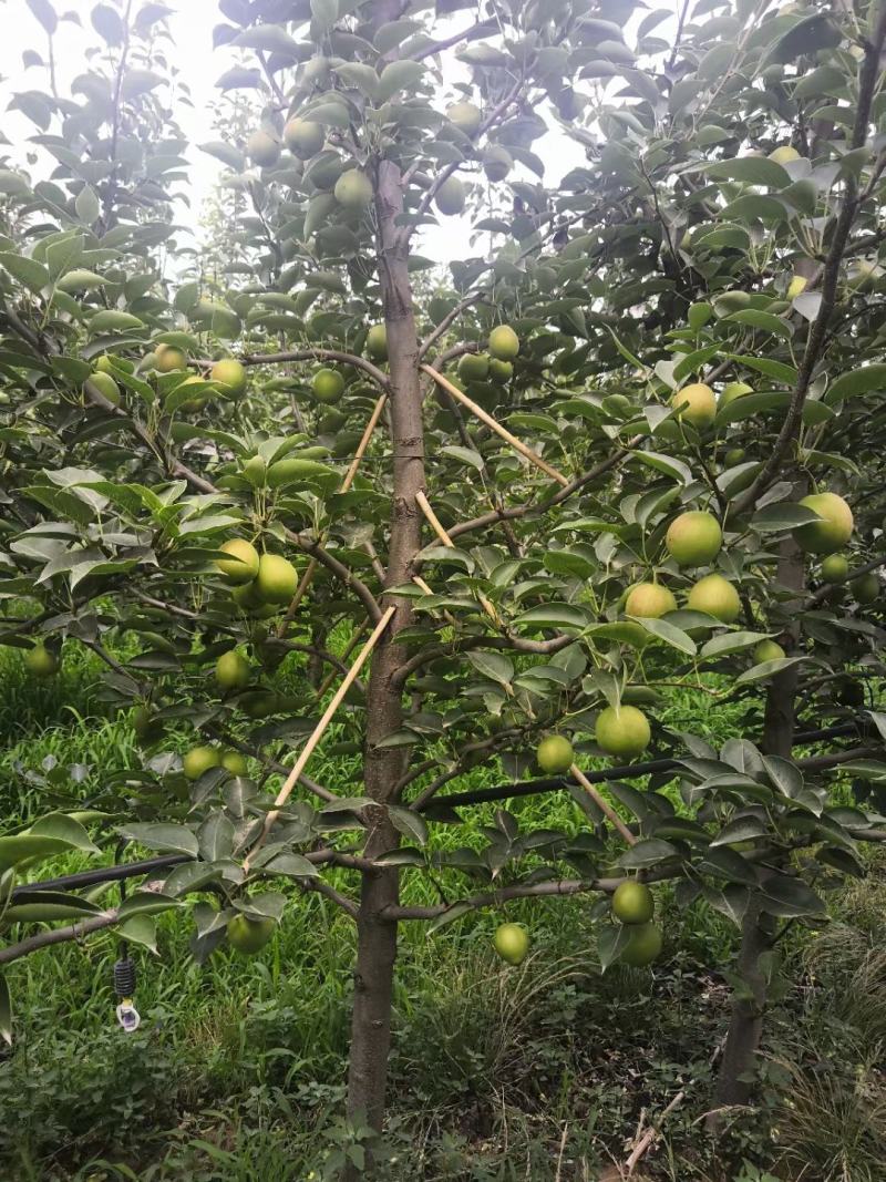 河北威县新梨七号大量产地上市，随时可产地考察参观