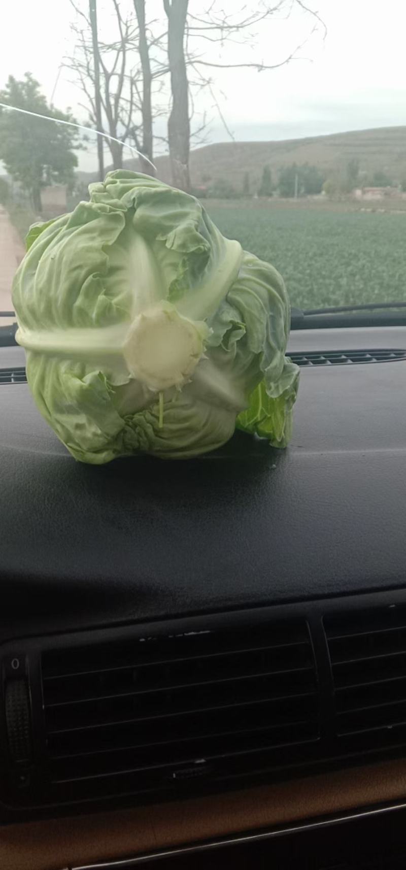 包包菜大量上市产地直销大量有货有需要的联系