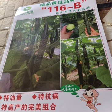 精品黑油亮嫁接黄瓜苗