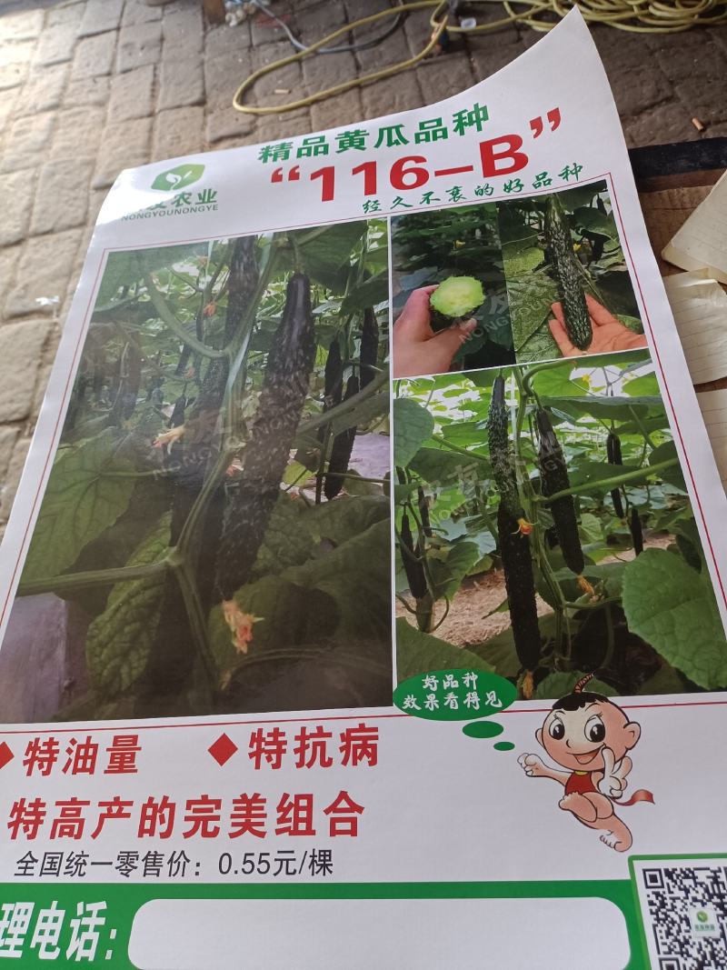 精品黑油亮嫁接黄瓜苗