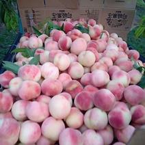 秦安蜜桃苍方早生桃子既将大量上市，需要的老板速度