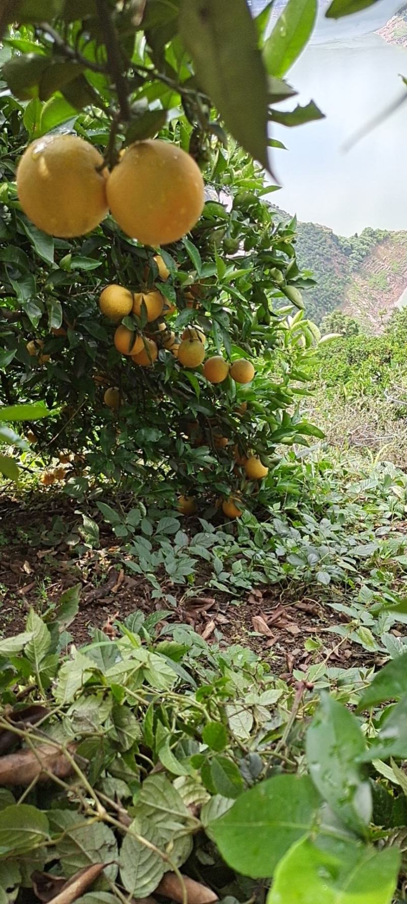 湖北秭归精品夏橙一手货源