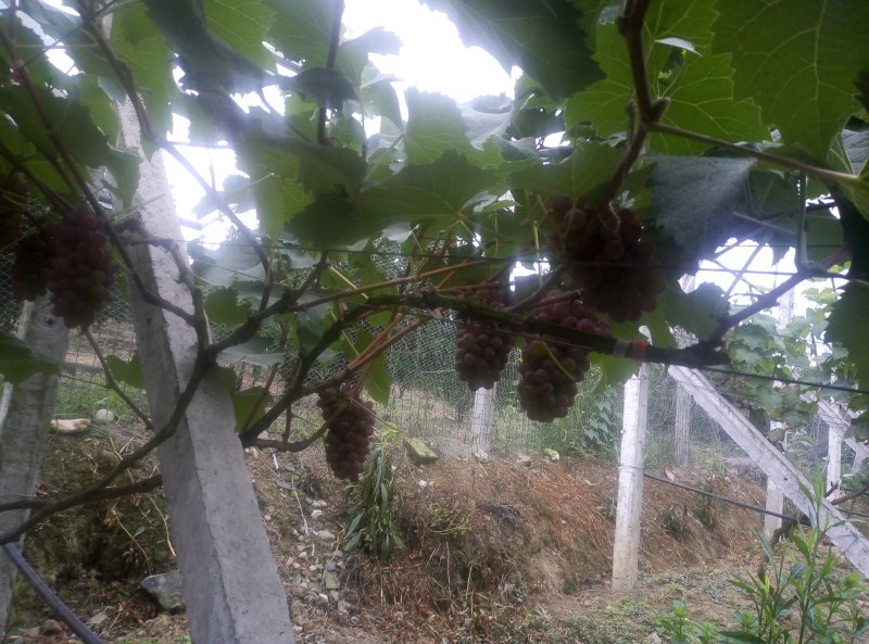 茉莉香葡萄，自家种植，自产自销，一手货源，香甜多汁