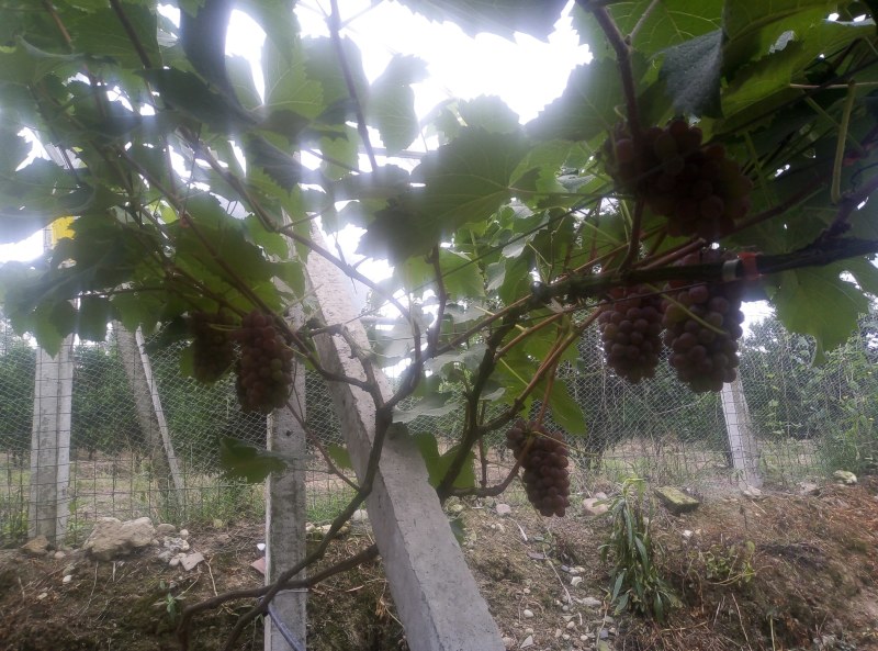 茉莉香葡萄，自家种植，自产自销，一手货源，香甜多汁