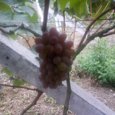茉莉香葡萄，自家种植，自产自销，一手货源，香甜多汁