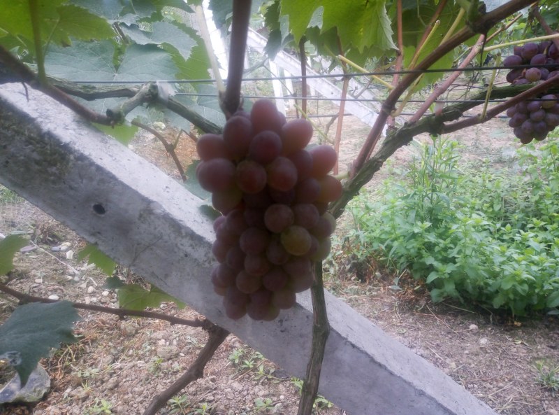 茉莉香葡萄，自家种植，自产自销，一手货源，香甜多汁