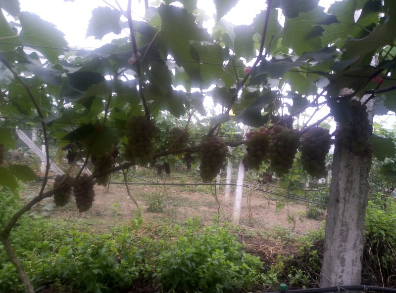茉莉香葡萄，自家种植，自产自销，一手货源，香甜多汁