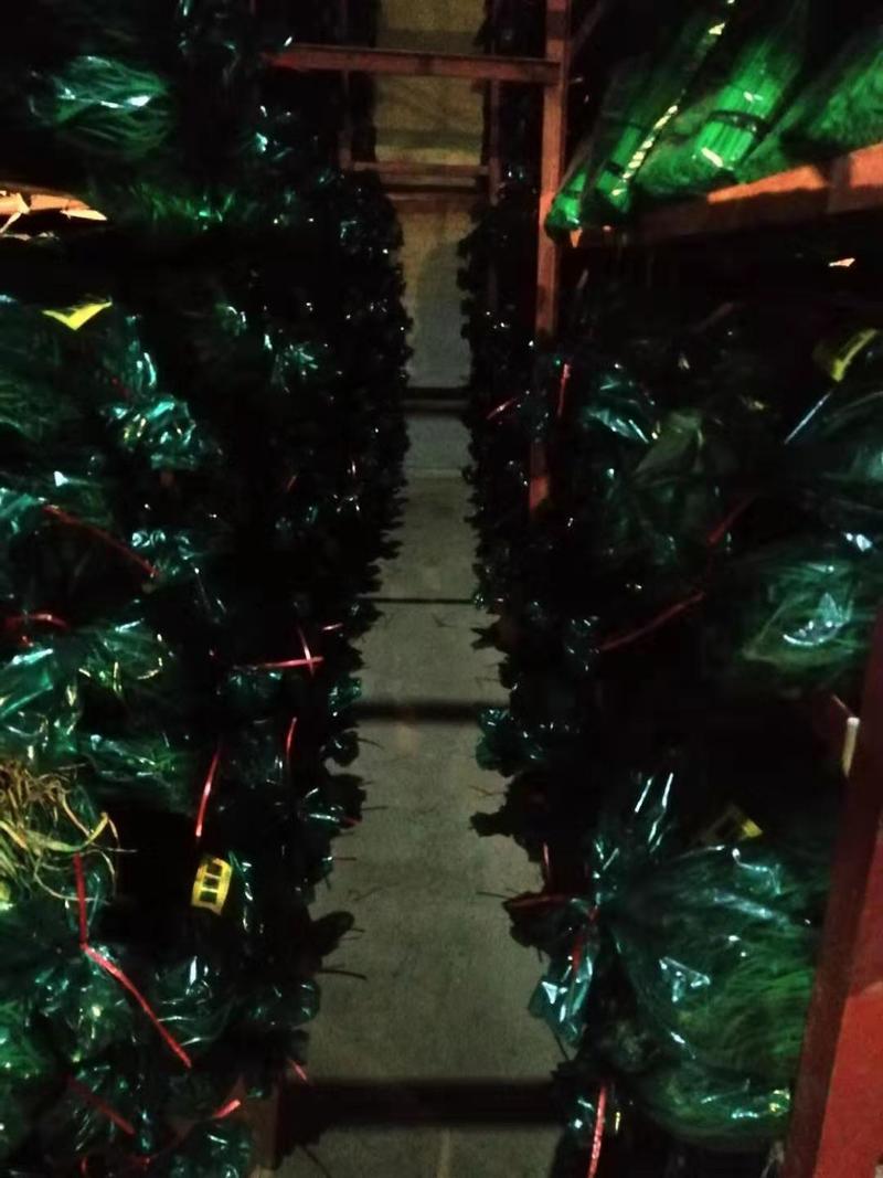 邳州精品蒜苔精细加工品质好！产地直发，可视频看货