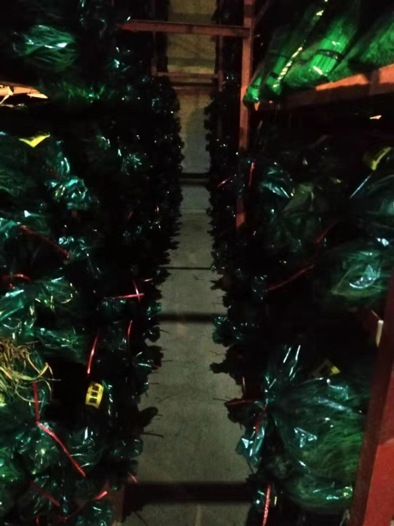 邳州精品蒜苔精细加工品质好！产地直发，可视频看货