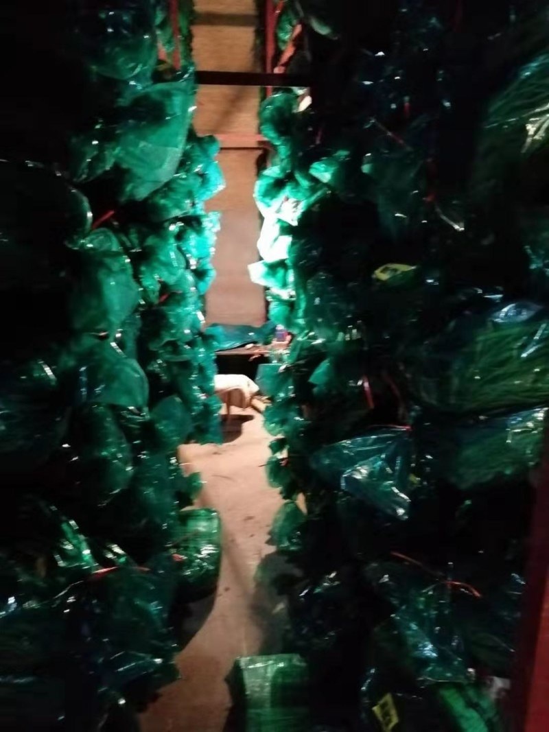 邳州精品蒜苔精细加工品质好！产地直发，可视频看货