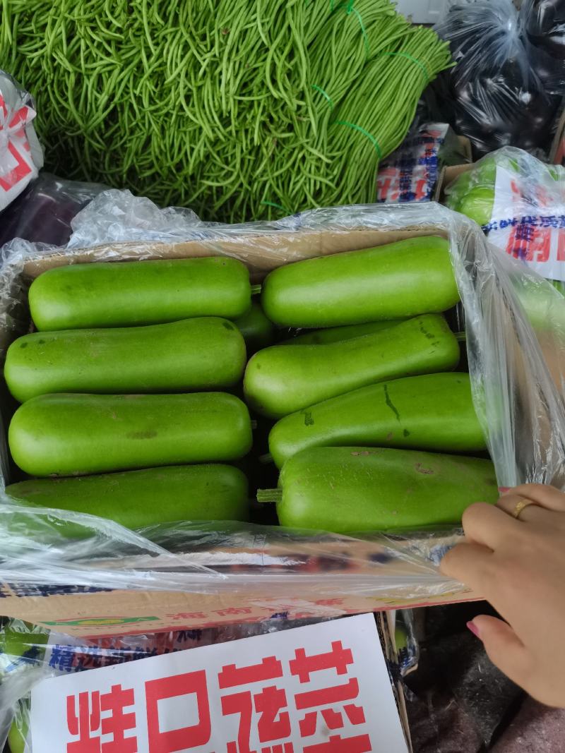 热销河南精品胡瓜大量上市产地直供质量高，价格美丽