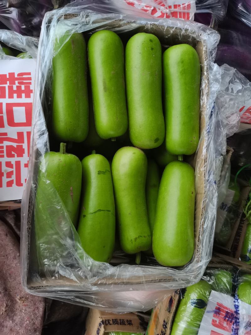 热销河南精品胡瓜大量上市产地直供质量高，价格美丽