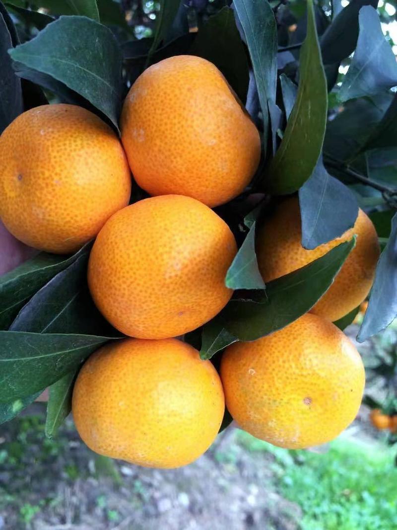 蜜橘大芬四号由良蜜橘产地直发电商社区团购市场批发