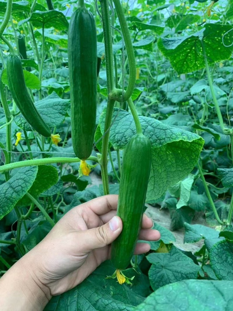 3966水果小黄瓜苗嫁接水果型黄瓜苗翠绿水果黄瓜苗
