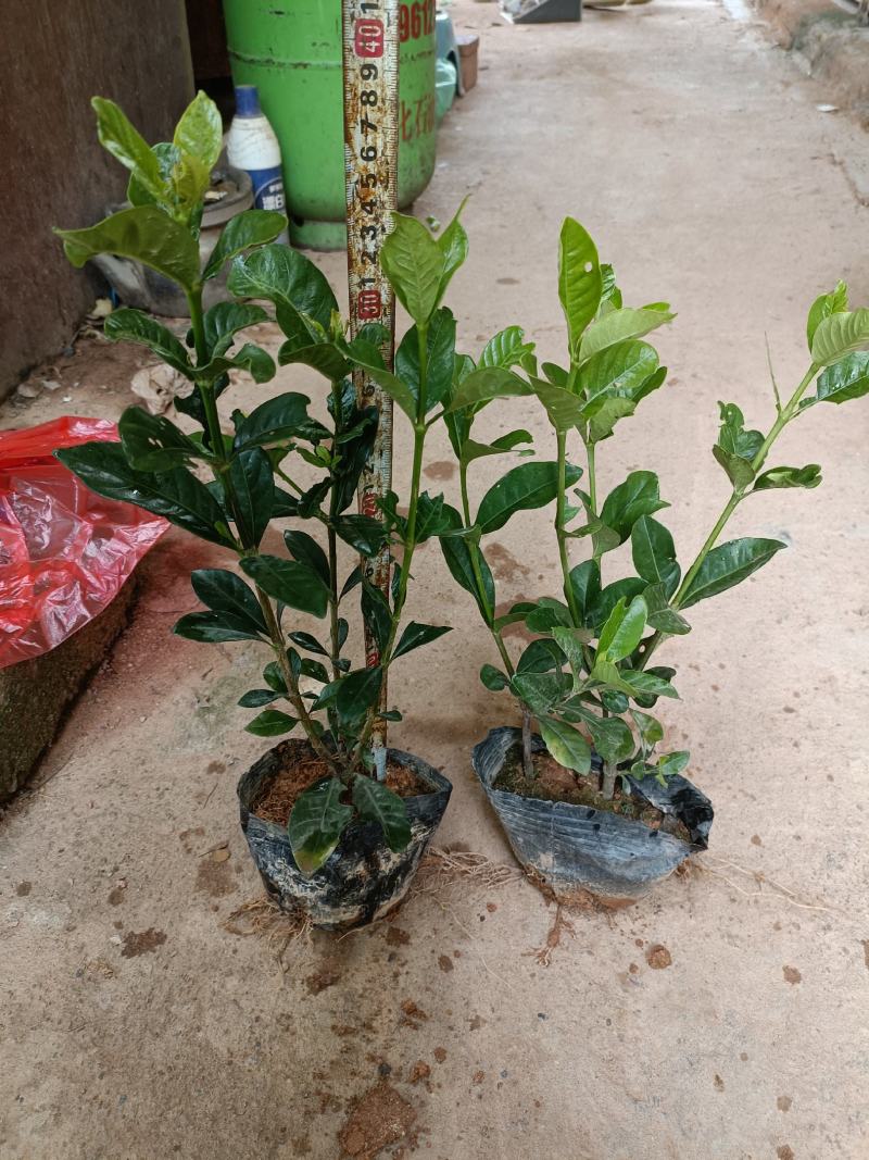 栀子花