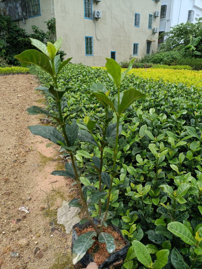 栀子花