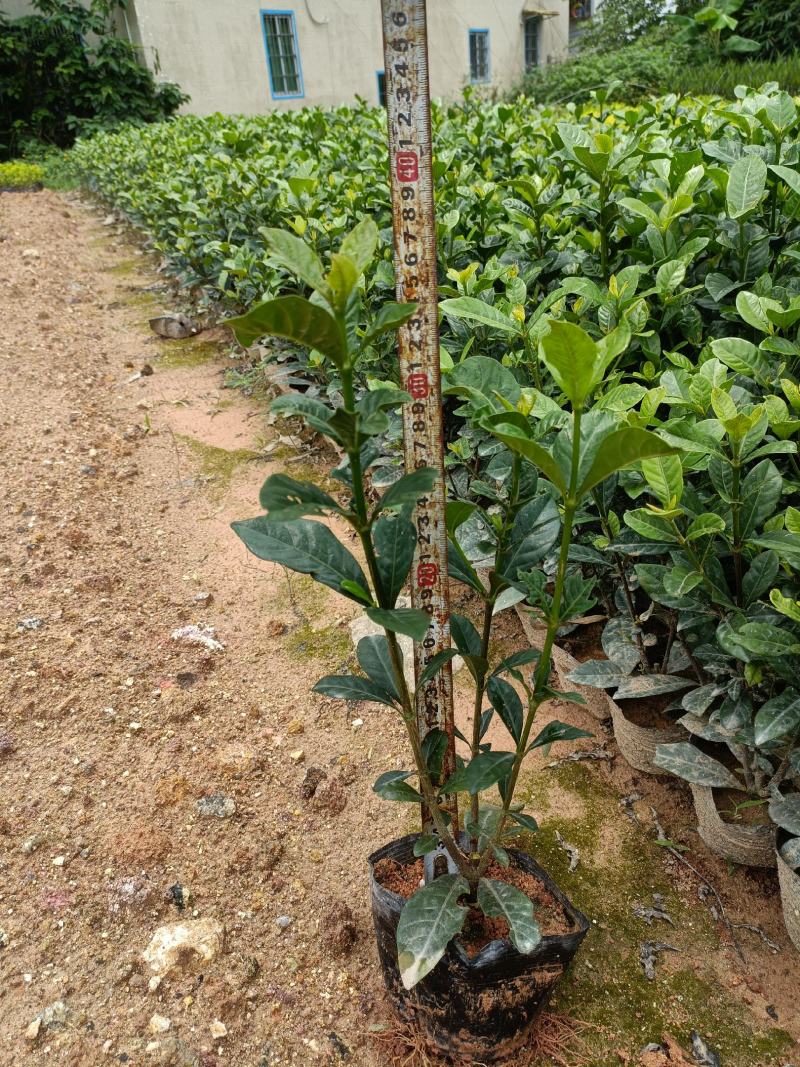 栀子花