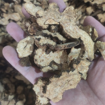 苍术干货苍术片常年经营各种中药材欢迎选购！
