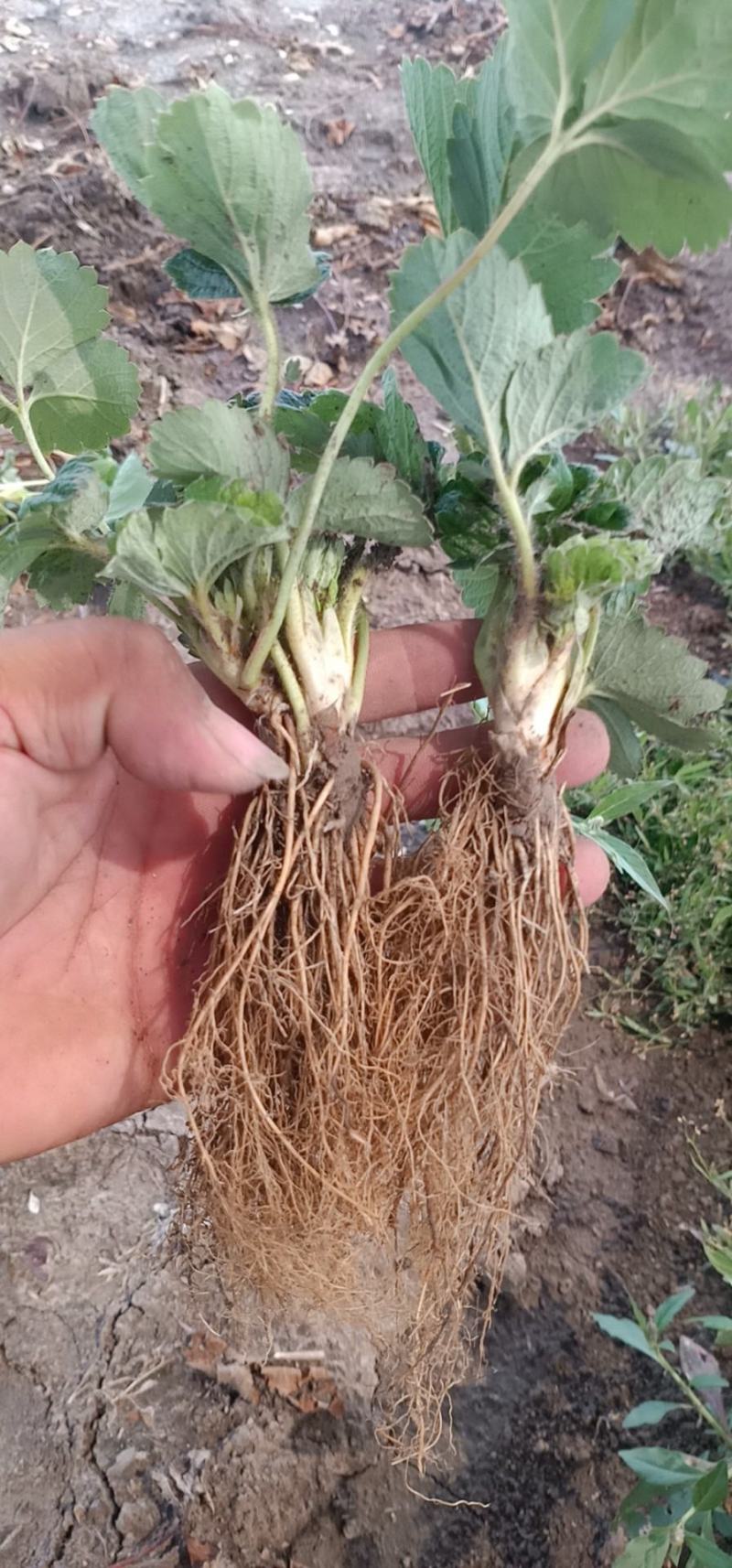 安徽天仙醉草莓基地育苗免费提供种植技术货源充足
