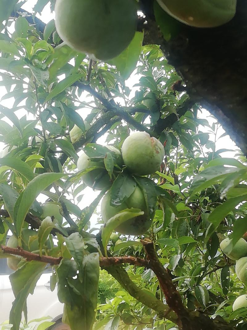 优质脱骨青奈李