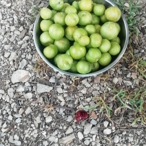 优质脱骨青奈李