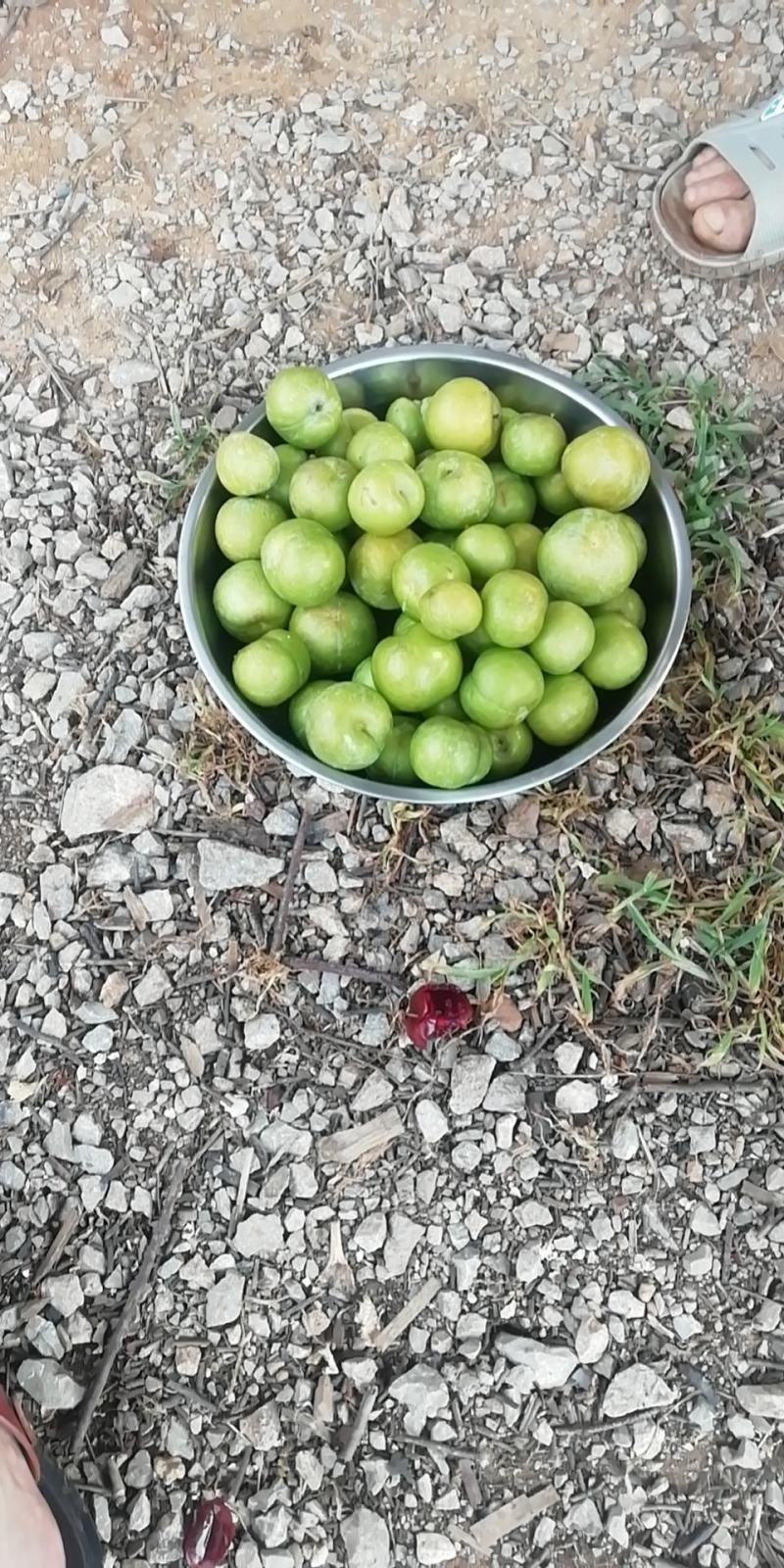 优质脱骨青奈李