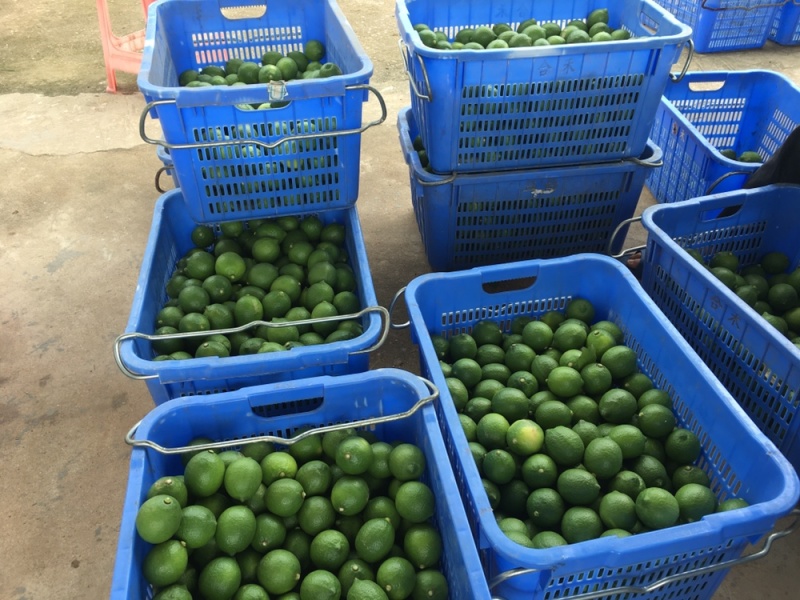 尤力克青柠檬基地直供，一天5吨