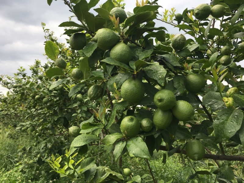尤力克青柠檬基地直供，一天5吨
