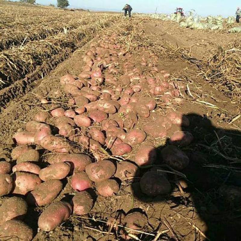 红皮土豆高原红土豆精品现货大量上市产地直发支持线上交易