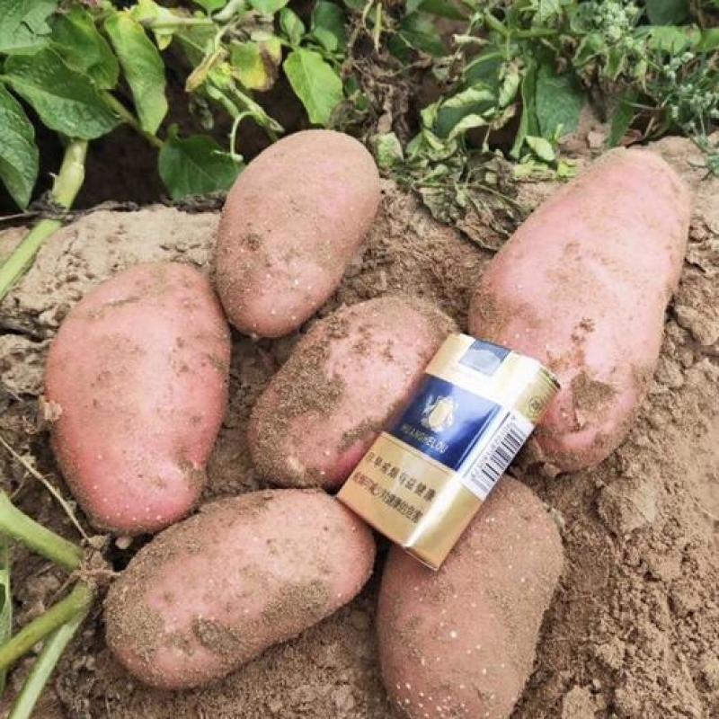 红皮土豆高原红土豆精品现货大量上市产地直发支持线上交易