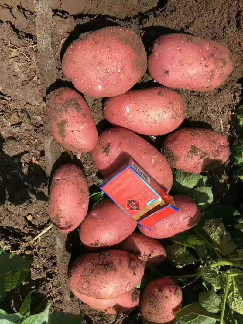 红皮土豆高原红土豆精品现货大量上市产地直发支持线上交易