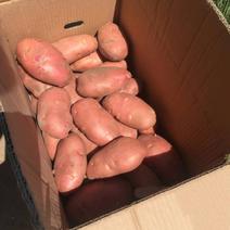 红皮土豆高原红土豆精品现货大量上市产地直发支持线上