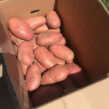 红皮土豆高原红土豆精品现货大量上市产地直发支持线上交易