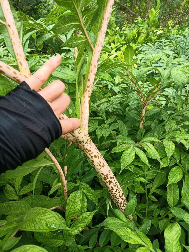 魔芋苗，自产自销，种植解单，产量高，抗汉，抗寒，投资少，