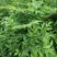 魔芋苗，自产自销，种植解单，产量高，抗汉，抗寒，投资少，