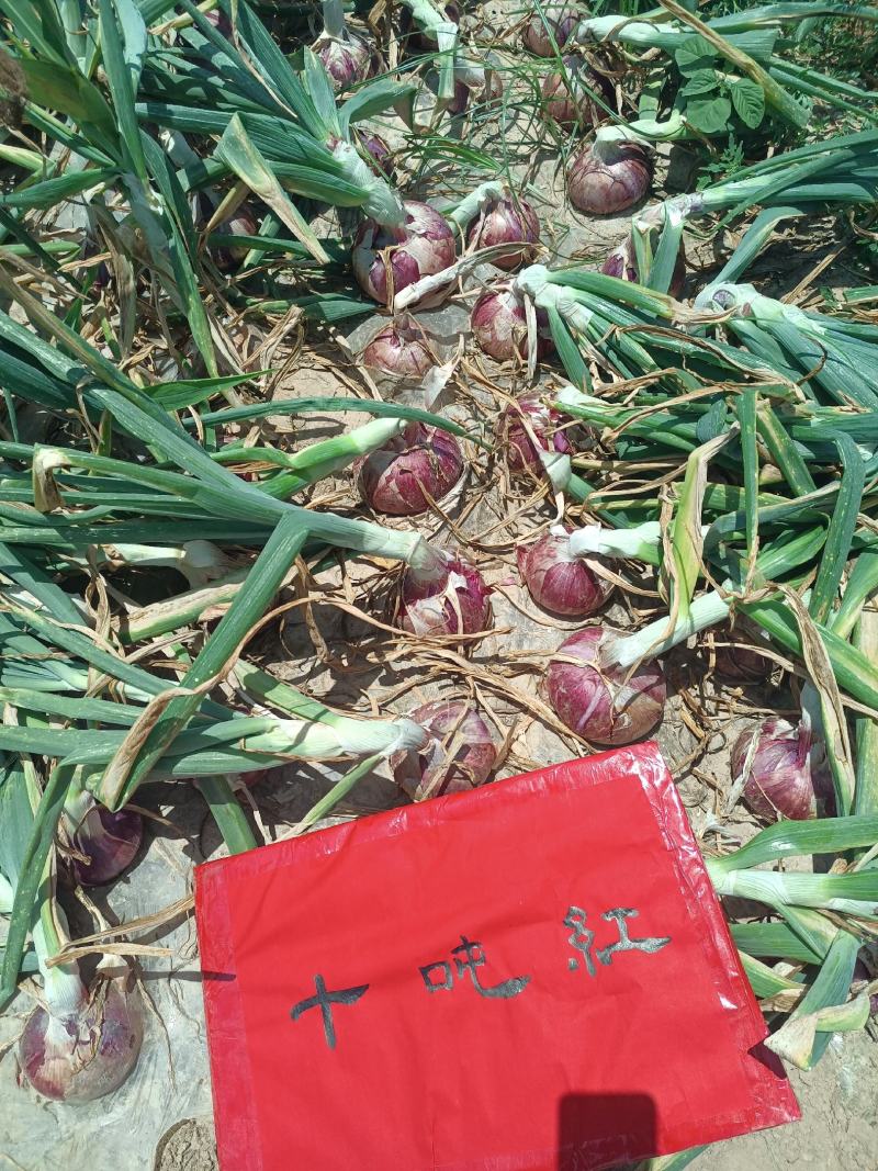 十吨红适宜甘肃新疆内蒙种植色泽红亮个头大抗裂