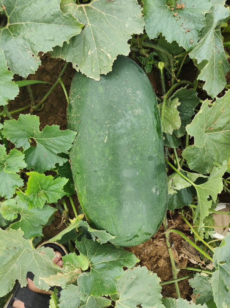 基地黑皮冬瓜大量上市，量大，质优，走货快。