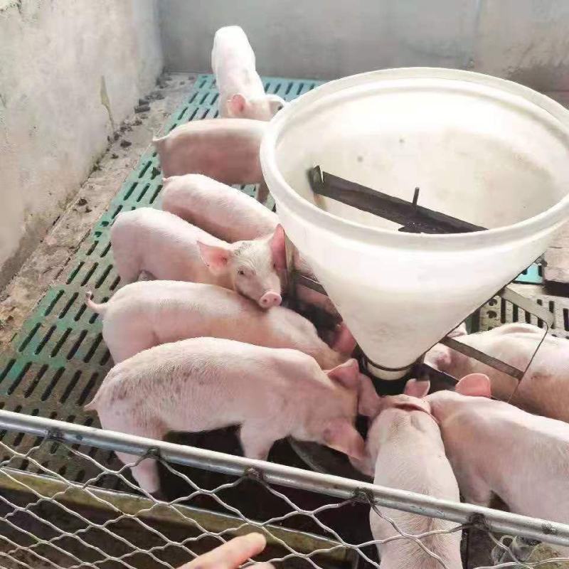 河北猪场大量供应优良仔猪，品种齐全，价格优惠，诚信经营