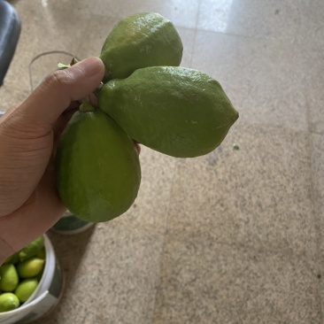 广东香水柠檬
