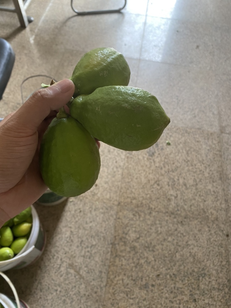 广东香水柠檬