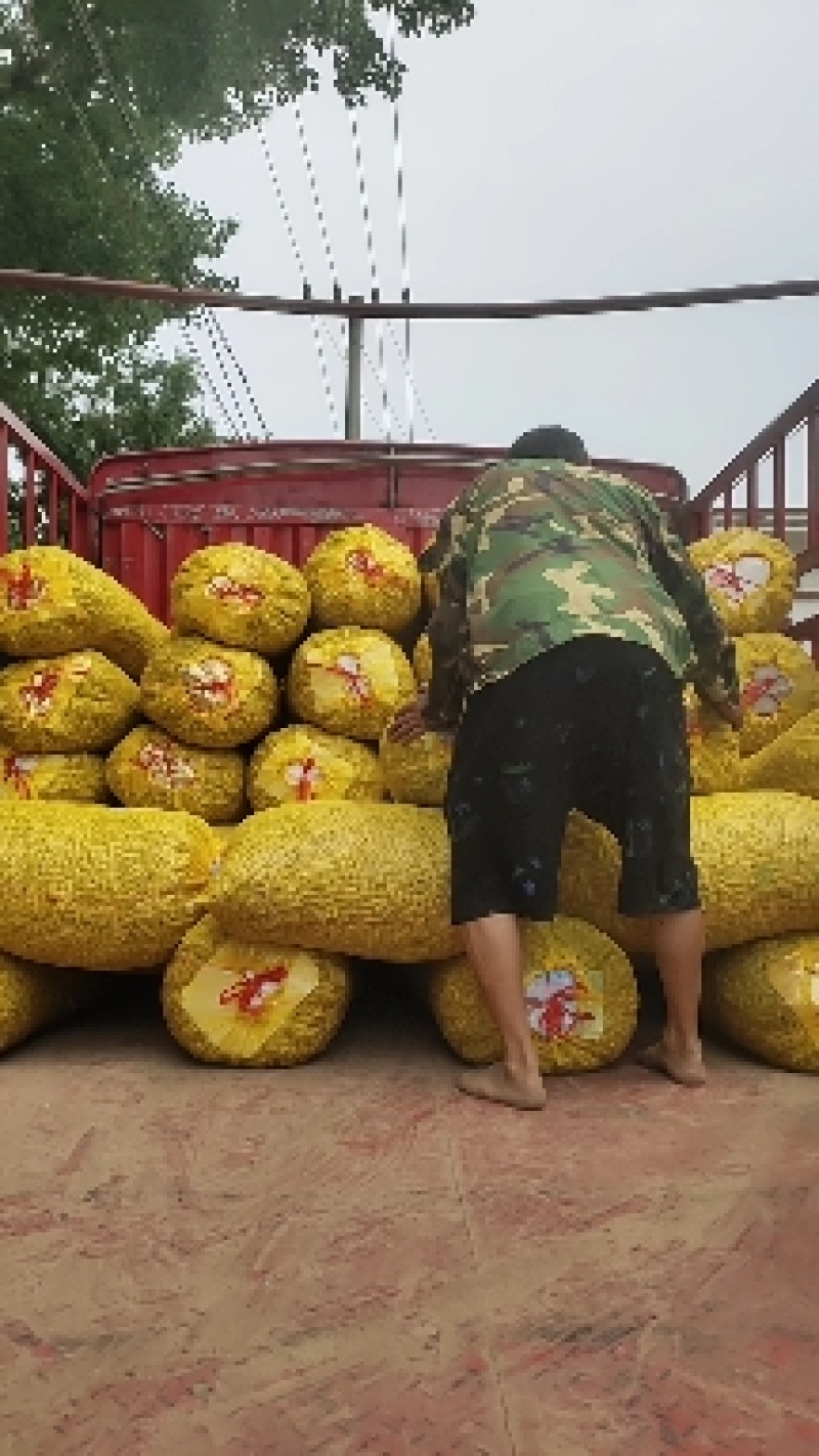 精品鲜花生，四粒红湿花生，籽粒饱满，直供，超市，市场电商
