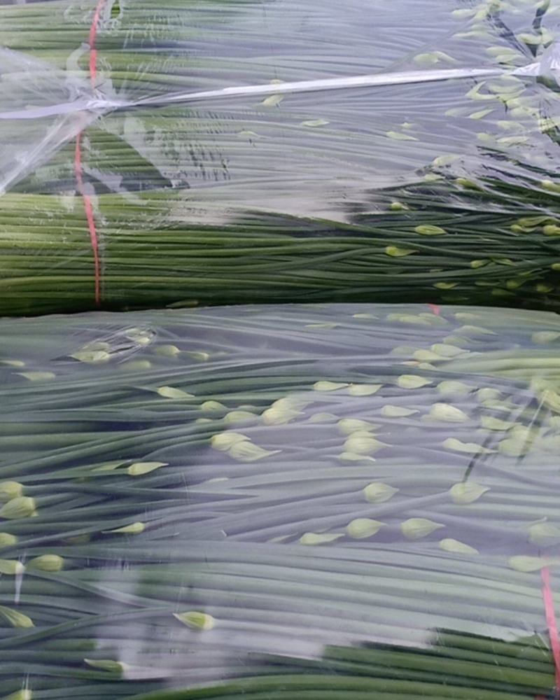 秦皇岛韭菜苔逐渐大量上市都是精品