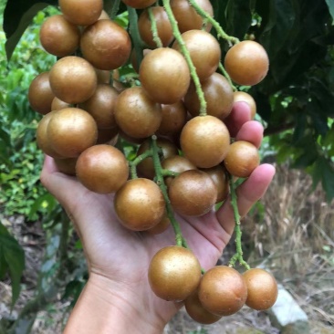广西灵山黑黄皮果大量上市，需要收购的老板联系我！！！！！