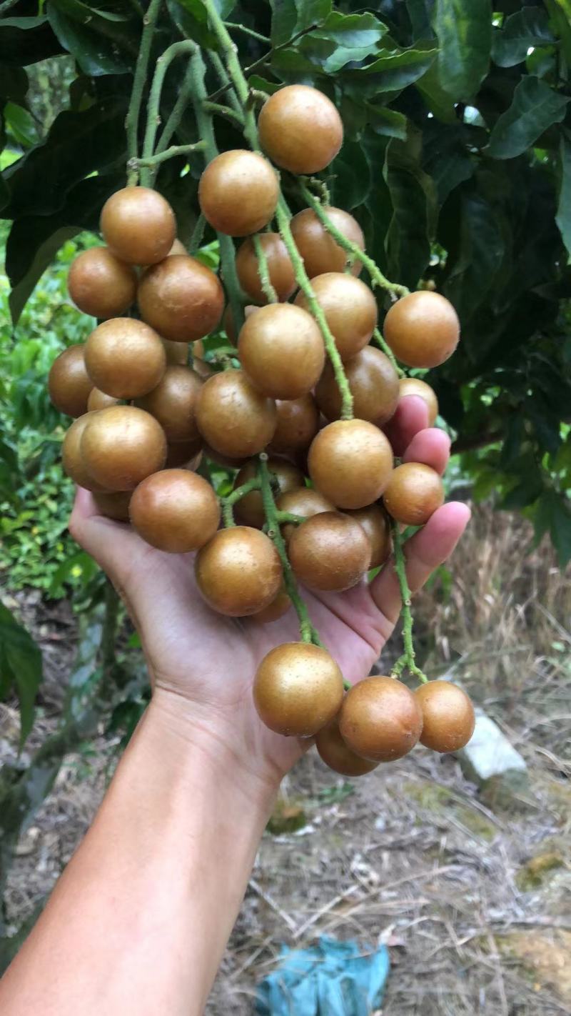 广西灵山黑黄皮果大量上市，需要收购的老板联系我！！！！！