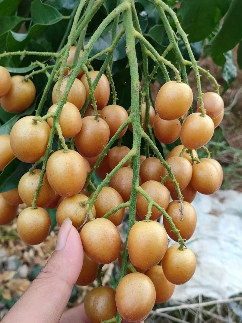 广西灵山黑黄皮果大量上市，需要收购的老板联系我！！！！！