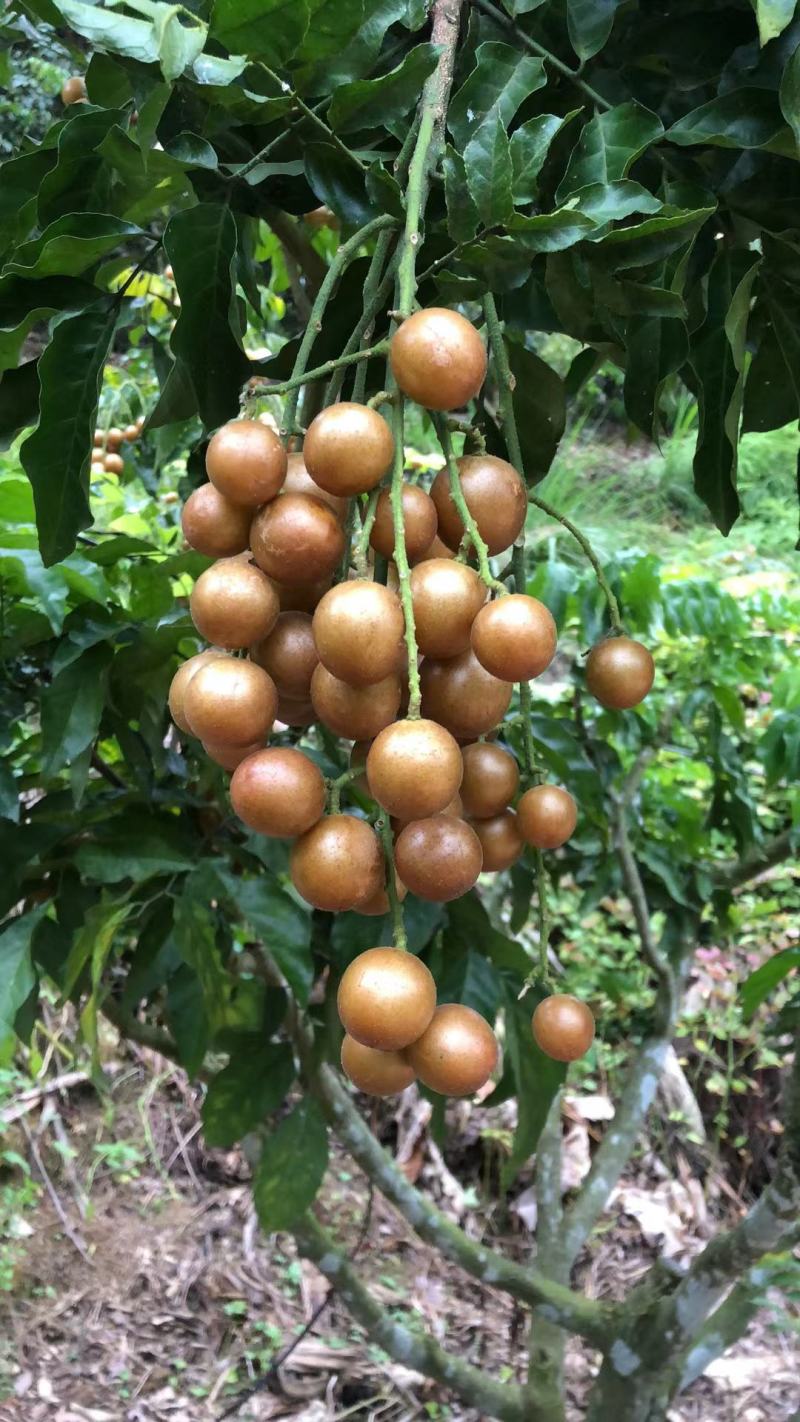 广西灵山黑黄皮果大量上市，需要收购的老板联系我！！！！！