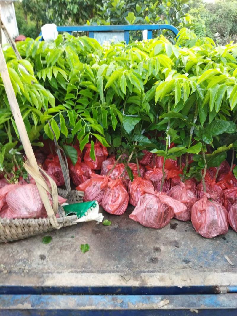 广西钦州市浦北黑皮果（黑金刚）鸡心黄皮苗，贵妃黄皮苗