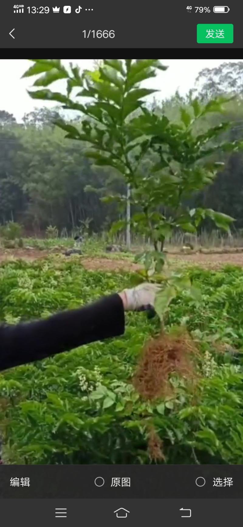 广西钦州市浦北黑皮果（黑金刚）鸡心黄皮苗，贵妃黄皮苗