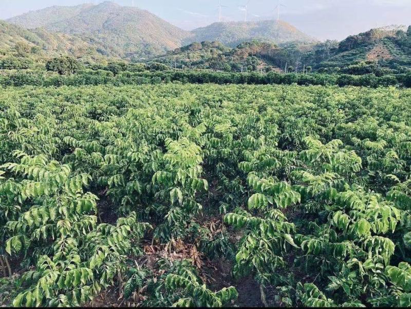 广西钦州市浦北黑皮果（黑金刚）鸡心黄皮苗，贵妃黄皮苗